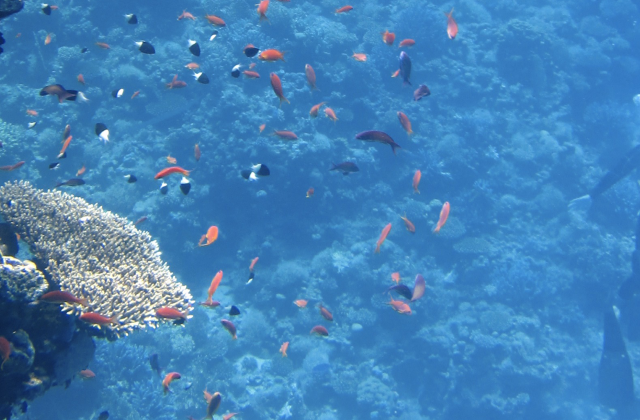 Scuba divers taking pictures of coral