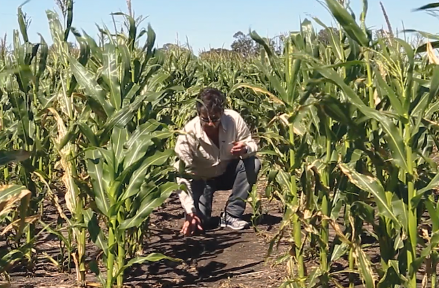 Uruguayan Farmer