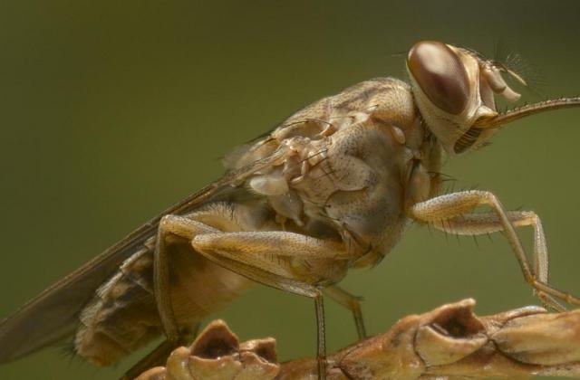 Tsetse Fly