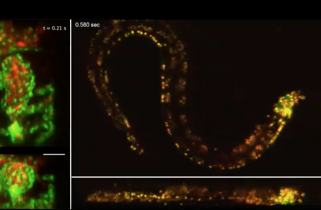 SCAPE 2.0 dual-color 3D imaging of blood flow in a beating embryonic zebrafish heart (left) and of a freely moving C. elegans worm (right) (Credits: Venkatakaushik Voleti/Hillman lab/Columbia’s Zuckerman Institute (C. elegans), Venkatakaushik Voleti/Kimara Targoff/Hillman lab/Columbia’s Zuckerman Institute (zebrafish)).